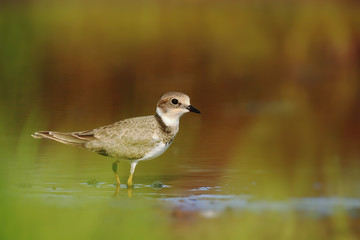 Fototapeta premium Little ringed plover on lake