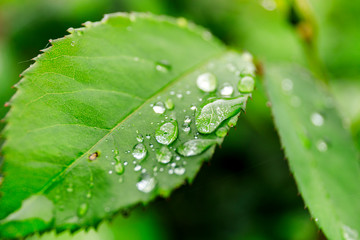 Green leaf with water drops for background. Water drops on fresh green leaf.