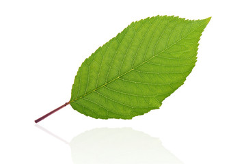 Close up of fresh cherry leaf isolated on white background