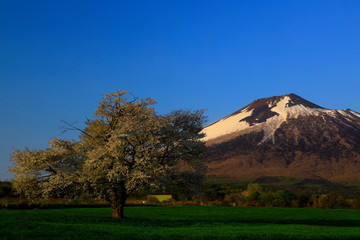 岩手山と一本桜