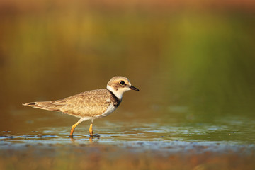Little ringed plover on wetland