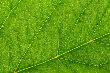 Fototapeta na wymiar Close up of fresh cherry leaf