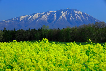 Fototapeta premium 岩手山と菜の花