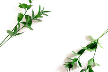 Border frame made of ruscus branches on white background