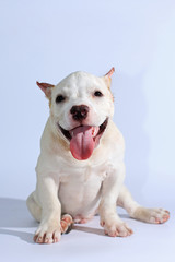 3 months pitbull dog on white background 