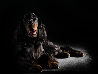 setter Gordon dog