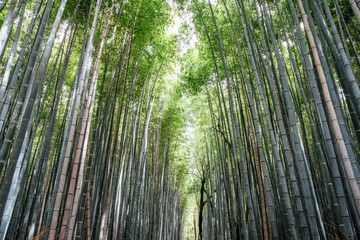 Arashiyama Bamboo Groves forest in Japan