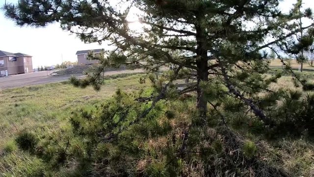 Tree in a field next to a hotel in Oyen Alberta Canada on a sunny day.