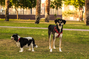 two dog portrait in green park outdoor environment for walking with domestic pets 