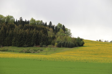 Frühling