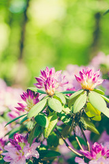 Fototapeta premium Beautiful rodendrons shine in the sun