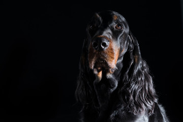 setter Gordon dog