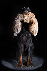 setter Gordon dog