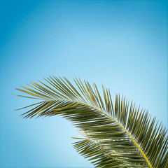 Summer sun light over green palm leaves and  blue sky background. 