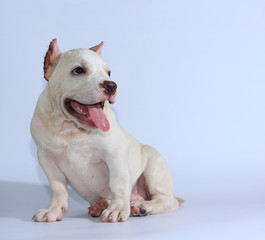 Obraz premium 3 months pitbull dog on white background 