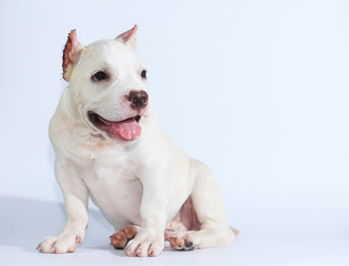 Obraz premium 3 months pitbull dog on white background 