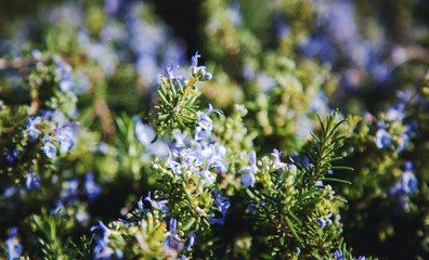 blooming rosemary, floral background and texture with soft focus and retro tone