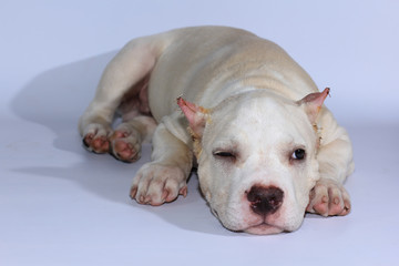 3 months pitbull dog on white background 