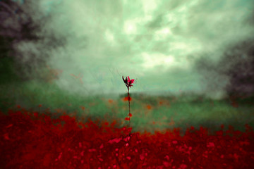 Plakat Isolated flower in a field