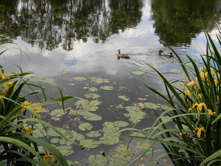 La Sèvre Nantaise, Le Portillon, Vertou, Loire-Atlantique, France