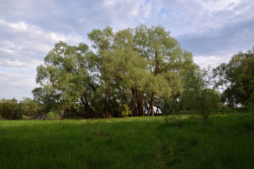 Fototapeta premium The path to the willows by the river on green grass against the blue cloudy sky on a sunny day
