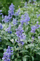 Fototapeta premium purple flower in garden