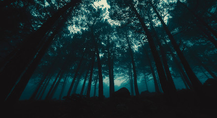 Low perspective of foggy forest