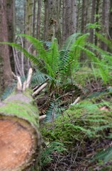 Obraz premium Natur im Golden Ears Provincial Park in Kanada