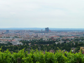 Ein Weingarten am Wilhelminenberg mit Blick über Wien.	