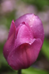 Tulpen
