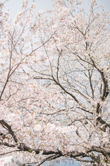 beautiful pink sakura tree