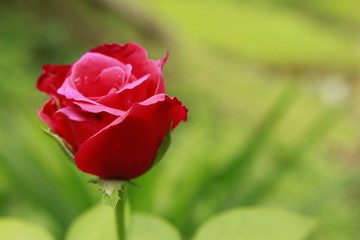 red rose in the garden