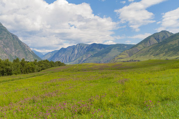 Flower valley in Mountains Altai. Beautiful summer landscape.