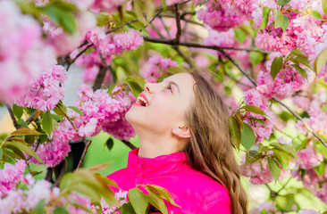Fototapeta premium Sakura flower concept. Gorgeous flower and female beauty. Natural cosmetics for skin. Girl in cherry flower. Sakura tree blooming. Small girl child in spring flower bloom. Enjoy smell of tender bloom