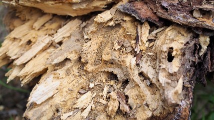 Closeup of wood logs texture as a background, Bark tree texture wallpaper, Abstract background