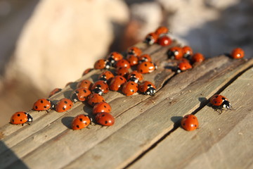 A lot of ladybirds catching the last sunlight of the sunny day. 