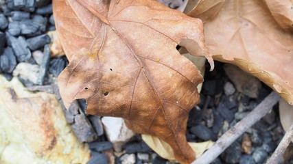 Abstract background, dry leaves on the ground in the forest, dead leaf texture, Natural brown wallpaper concept, Soft focus or Selective focus