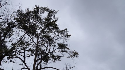 Dramatic backdrop of tree silhouette on sky and clouds as a background, cloudscape concept, Space for text in template, Looking up