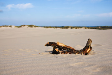 A sand dune in Denmark. The largest in the country. 