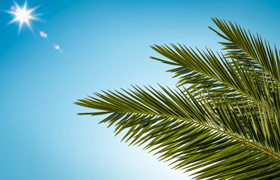 Summer sun on blue sky and green palm decoration. 