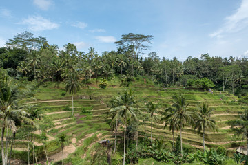 Fototapeta na wymiar rice terrace in Bali