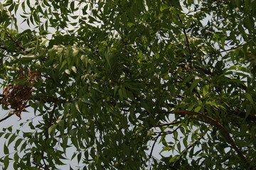 Azadirachta indica, commonly known as neem, nimtree or Indian lilac leaves and fruits on branch against sky.Products made from neem trees have been used in India for their medicinal properties.
