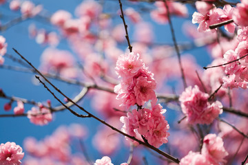 sakura cherry blossoms tree in pink color on blue sky background, turn full blooming ,full frame photo good for pink background