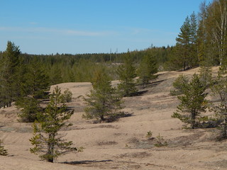Fototapeta premium Piaszczyste zbocze i sosny na nim w słoneczny letni dzień