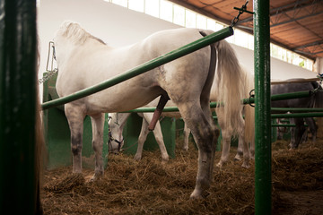 A white horse is ready for the female while in the barn. © borevina