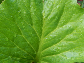 Green leaf and on it raindrops, closeup