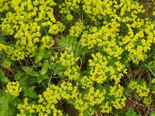Small yellow flowers of Rhodiola as a beautiful floral background.
