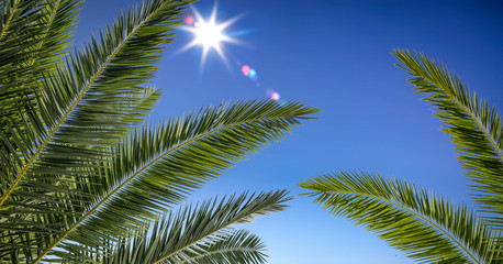 Obraz na płótnie Canvas Summer background of palms leaves and blue sky 