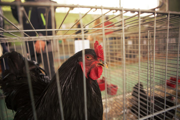 A beautiful black cock is in the cage while on the exhibition of feathered domestic animals