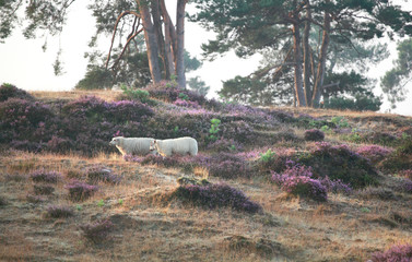 Obraz na płótnie Canvas sheep walking on hill among heather